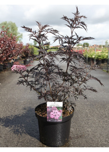 SAMBUCUS nigra CHERRY LACE - Sureau noir En pot de 10-12 litres buisson hauteur 060-080 cm
