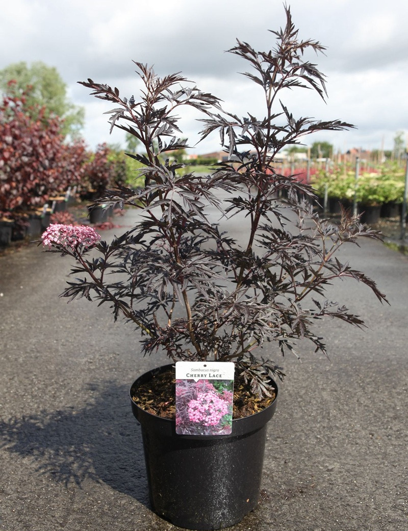 SAMBUCUS nigra CHERRY LACE - Sureau noir En pot de 10-12 litres buisson hauteur 060-080 cm