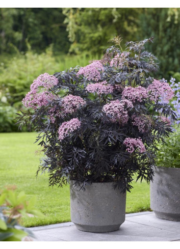 SAMBUCUS nigra CHERRY LACE - Sureau noir