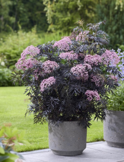 SAMBUCUS nigra CHERRY LACE - Sureau noir