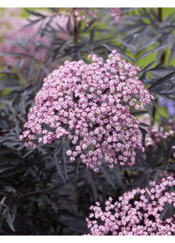 SAMBUCUS nigra CHERRY LACE - Sureau noir