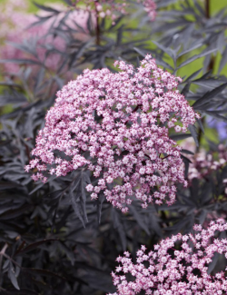 SAMBUCUS nigra CHERRY LACE - Sureau noir