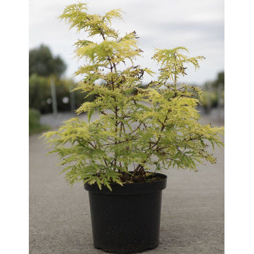 SAMBUCUS racemosa LEMONY LACE® - Sureau à grappes En pot de 10-12 litres buisson hauteur 060-080 cm