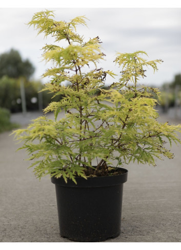 SAMBUCUS racemosa LEMONY LACE® - Sureau à grappes En pot de 10-12 litres buisson hauteur 060-080 cm