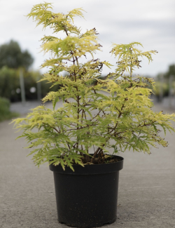 SAMBUCUS racemosa LEMONY LACE® - Sureau à grappes En pot de 10-12 litres buisson hauteur 060-080 cm