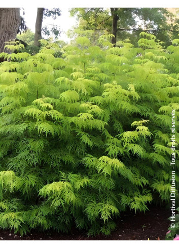 SAMBUCUS racemosa LEMONY LACE® - Sureau à grappes