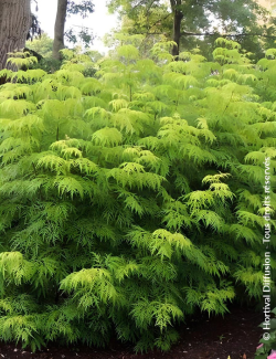 SAMBUCUS racemosa LEMONY LACE® - Sureau à grappes