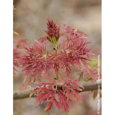 SAMBUCUS racemosa LEMONY LACE® - Sureau à grappes