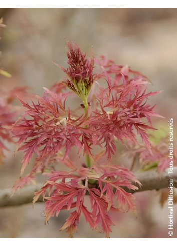 SAMBUCUS racemosa LEMONY LACE® - Sureau à grappes