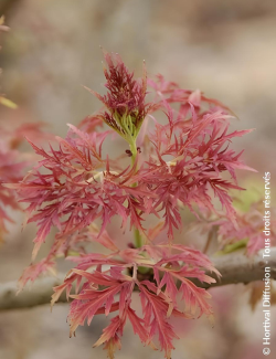 SAMBUCUS racemosa LEMONY LACE® - Sureau à grappes
