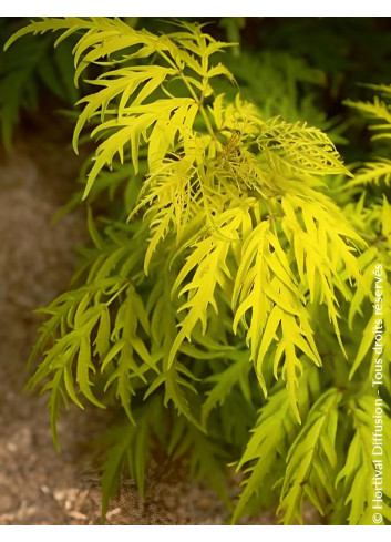 SAMBUCUS racemosa LEMONY LACE® - Sureau à grappes