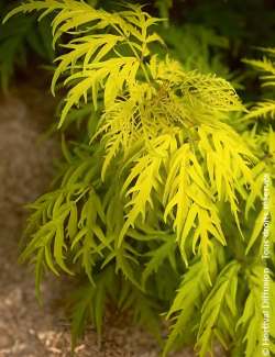 SAMBUCUS racemosa LEMONY LACE® - Sureau à grappes
