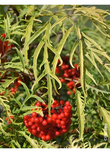 SAMBUCUS racemosa WELSH GOLD® - Sureau à grappes