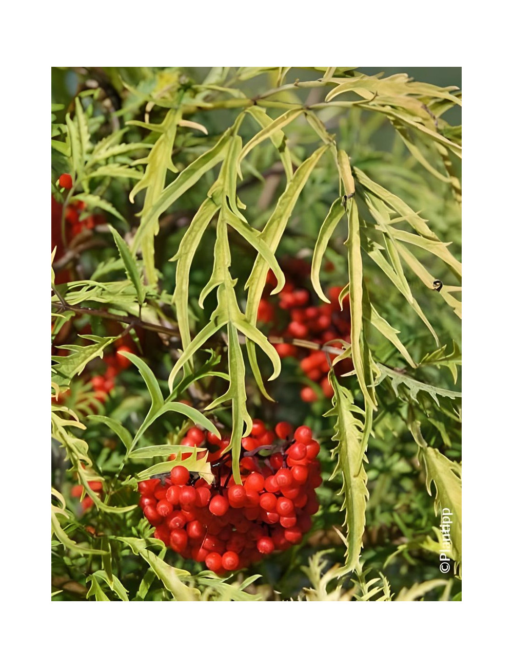 SAMBUCUS racemosa WELSH GOLD® - Sureau à grappes