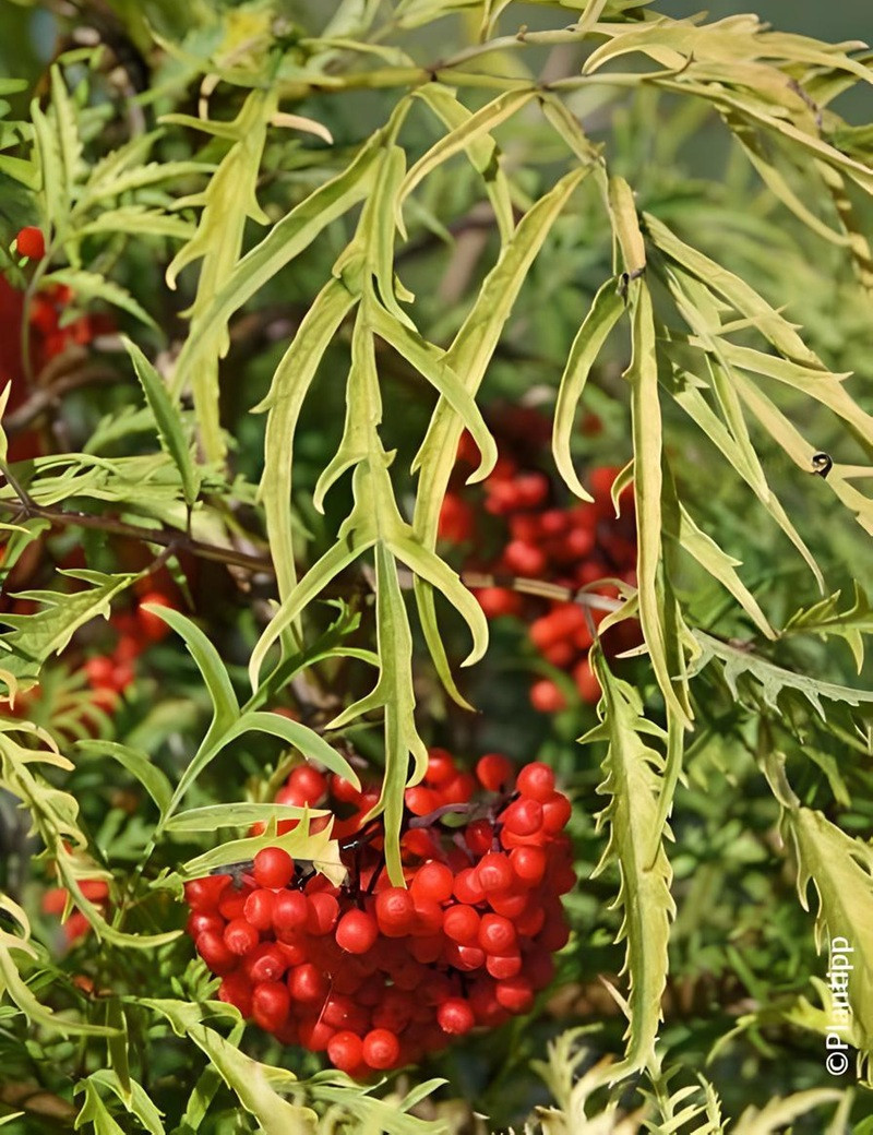 SAMBUCUS racemosa WELSH GOLD® - Sureau à grappes