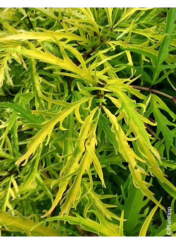 SAMBUCUS racemosa WELSH GOLD® - Sureau à grappes