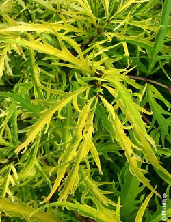 SAMBUCUS racemosa WELSH GOLD® - Sureau à grappes