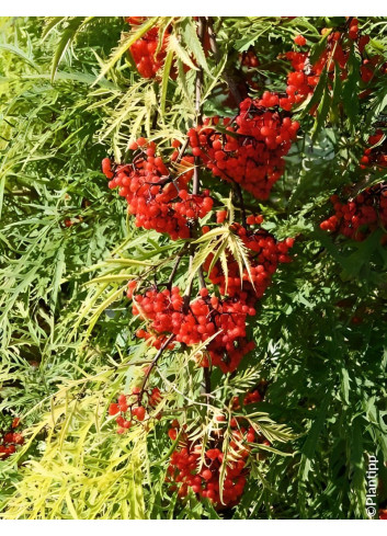 SAMBUCUS racemosa WELSH GOLD® - Sureau à grappes
