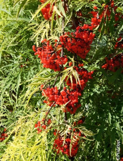 SAMBUCUS racemosa WELSH GOLD® - Sureau à grappes