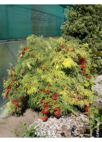 SAMBUCUS racemosa WELSH GOLD® - Sureau à grappes