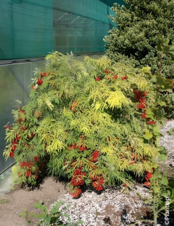 SAMBUCUS racemosa WELSH GOLD® - Sureau à grappes