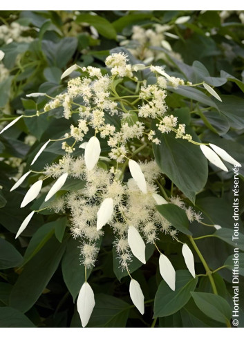 SCHIZOPHRAGMA hydrangeoides WINDMILLS - Schizophragma hydrangeoides