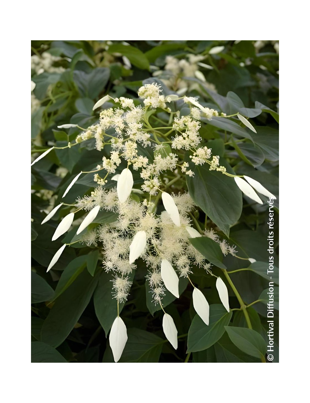 SCHIZOPHRAGMA hydrangeoides WINDMILLS - Schizophragma hydrangeoides