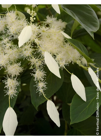 SCHIZOPHRAGMA hydrangeoides WINDMILLS - Schizophragma hydrangeoides