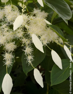 SCHIZOPHRAGMA hydrangeoides WINDMILLS - Schizophragma hydrangeoides