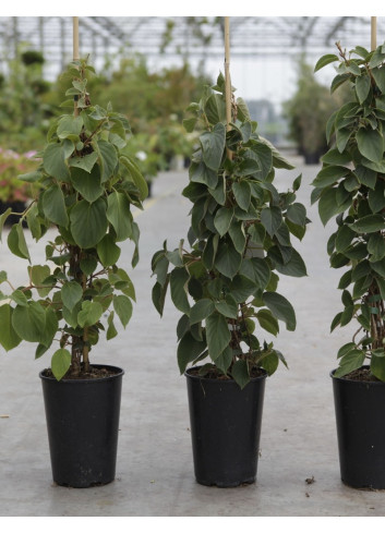 SCHIZOPHRAGMA hydrangeoides WINDMILLS - Schizophragma hydrangeoides En pot de 3-4 litres hauteur 060-080 cm