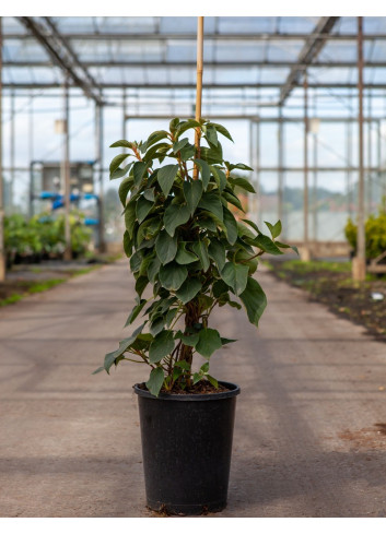 SCHIZOPHRAGMA hydrangeoides WINDMILLS - Schizophragma hydrangeoides En pot de 7-10 litres hauteur 080-100 cm