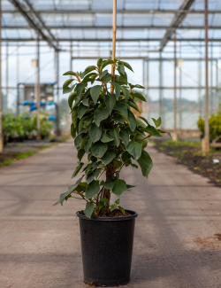 SCHIZOPHRAGMA hydrangeoides WINDMILLS - Schizophragma hydrangeoides En pot de 7-10 litres hauteur 080-100 cm
