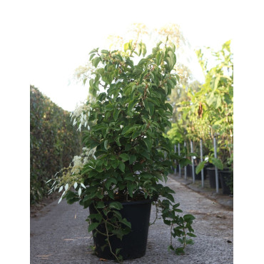 SCHIZOPHRAGMA hydrangeoides WINDMILLS - Schizophragma hydrangeoides En pot de 50-70 litres hauteur 125-150 cm