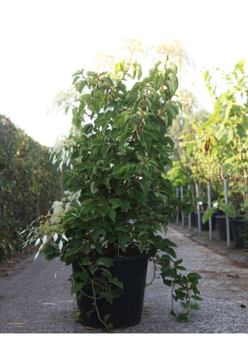 SCHIZOPHRAGMA hydrangeoides WINDMILLS - Schizophragma hydrangeoides En pot de 50-70 litres hauteur 125-150 cm