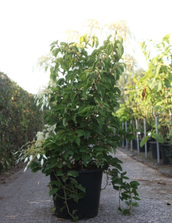 SCHIZOPHRAGMA hydrangeoides WINDMILLS - Schizophragma hydrangeoides En pot de 50-70 litres hauteur 125-150 cm