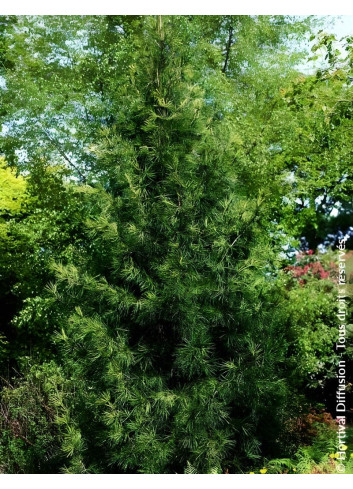 SCIADOPITYS verticillata - Pin parasol du Japon