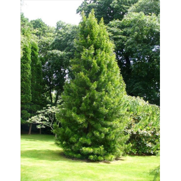 SCIADOPITYS verticillata - Pin parasol du Japon