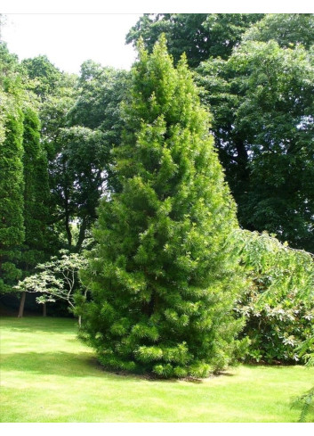 SCIADOPITYS verticillata - Pin parasol du Japon