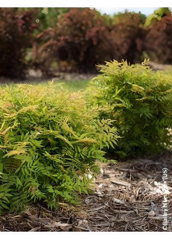 SORBARIA sorbifolia MATCHA BALL® - Sorbaire à feuilles de sorbier
