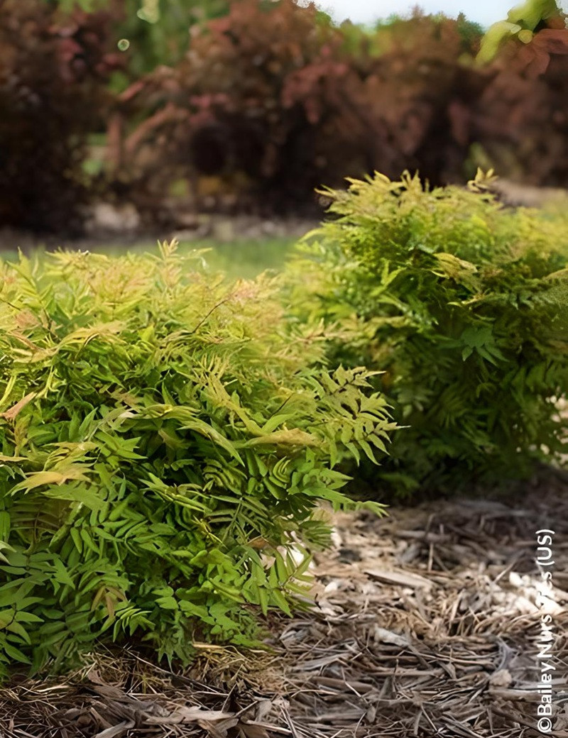 SORBARIA sorbifolia MATCHA BALL® - Sorbaire à feuilles de sorbier