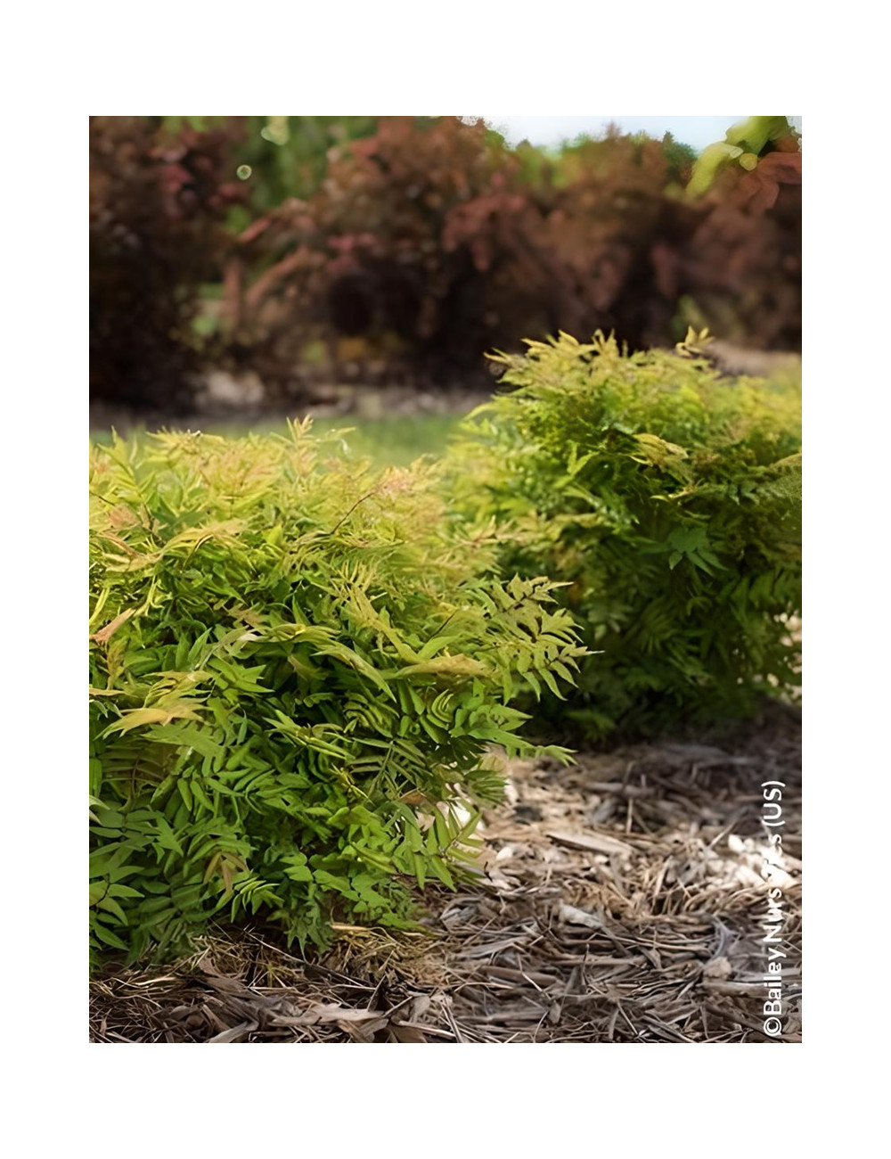 SORBARIA sorbifolia MATCHA BALL® - Sorbaire à feuilles de sorbier