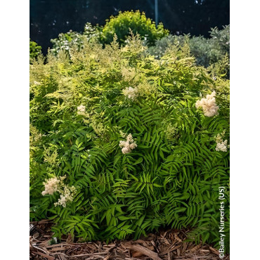 SORBARIA sorbifolia MATCHA BALL® - Sorbaire à feuilles de sorbier