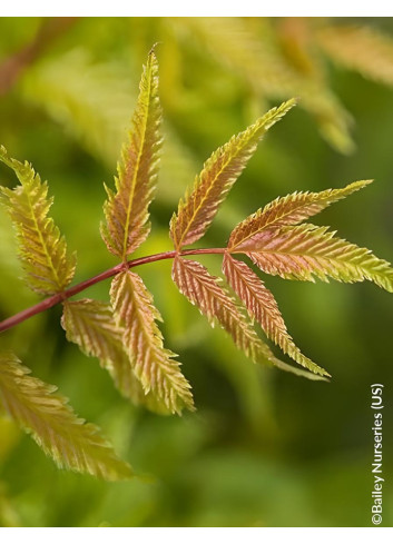 SORBARIA sorbifolia MATCHA BALL® - Sorbaire à feuilles de sorbier