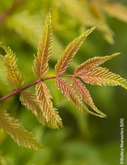 SORBARIA sorbifolia MATCHA BALL® - Sorbaire à feuilles de sorbier