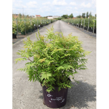 SORBARIA sorbifolia MATCHA BALL® - Sorbaire à feuilles de sorbier