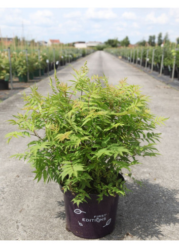 SORBARIA sorbifolia MATCHA BALL® - Sorbaire à feuilles de sorbier