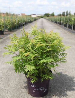 SORBARIA sorbifolia MATCHA BALL® - Sorbaire à feuilles de sorbier