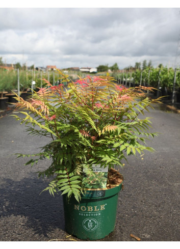 SORBARIA sorbifolia PINK HOPI - Sorbaire à feuilles de sorbier En pot de 10-12 litres buisson hauteur 040-060 cm