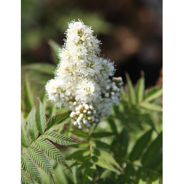 SORBARIA sorbifolia PINK HOPI - Sorbaire à feuilles de sorbier