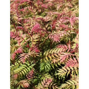 SORBARIA sorbifolia PINK HOPI - Sorbaire à feuilles de sorbier